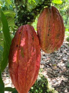 Cacao 1