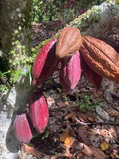Cacao 2