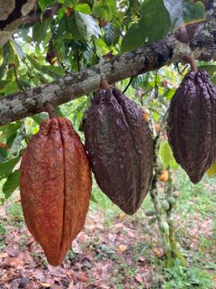 Cacao 3