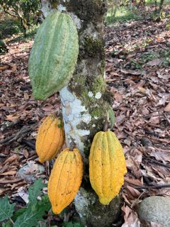 Cacao 4