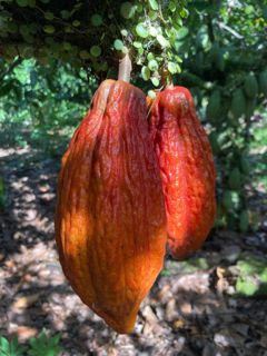 Cacao 5